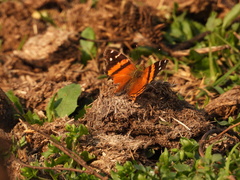 Hypanartia bella