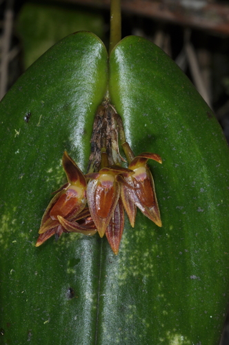 Image of Pleurothallis coriacardia by (c) aacocucci, some rights reserved (CC BY)
