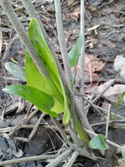 Pontederia cordata