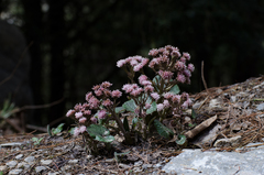 Petasites tricholobus