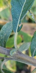 Salix atrocinerea