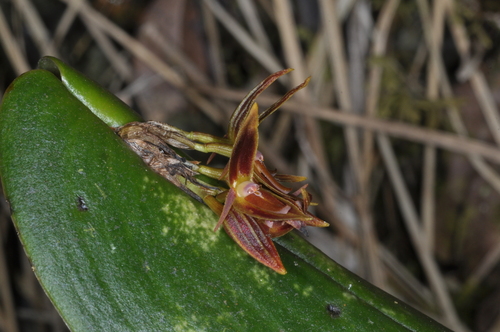 Image of Pleurothallis coriacardia by (c) aacocucci, some rights reserved (CC BY)