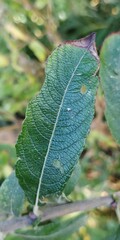 Salix atrocinerea