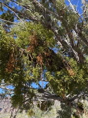 Phoradendron hawksworthii