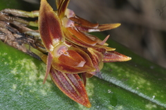 Pleurothallis