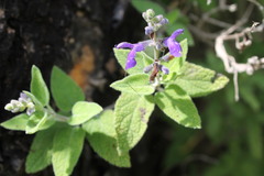 Salvia melissodora