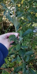 Salix atrocinerea
