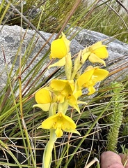 Pterygodium acutifolium