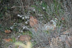 Helichrysum stoechas