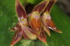 Pleurothallis