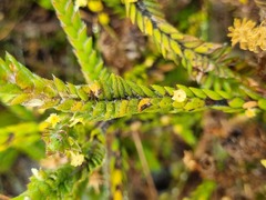 Struthiola tomentosa