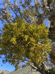 Phoradendron hawksworthii