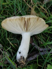 Russula