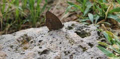 Pindis squamistriga