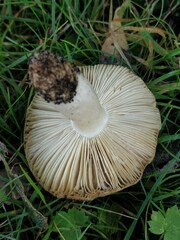 Russula