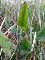 Pontederia cordata
