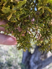 Phoradendron hawksworthii