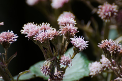 Petasites tricholobus
