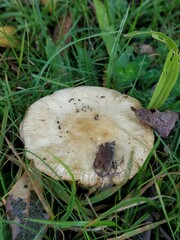 Russula
