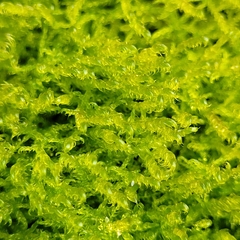 Sarmentypnum exannulatum