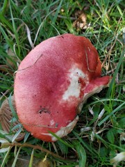 Russula