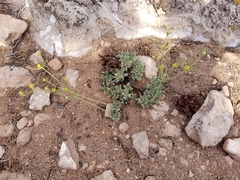 Eriogonum arcuatum