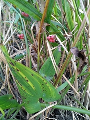 Pontederia cordata