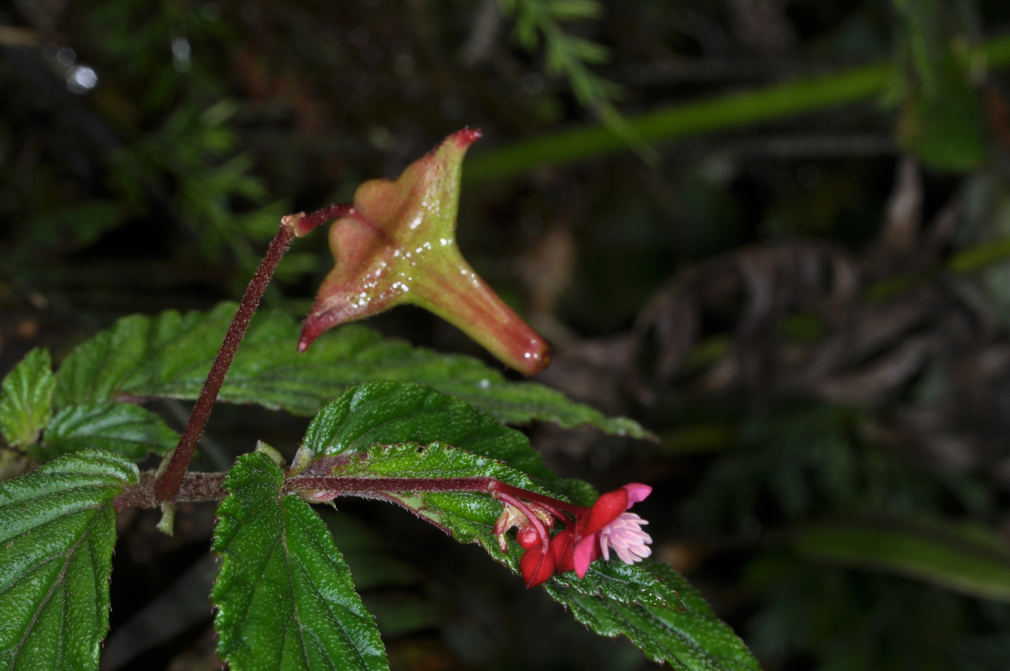 Begoniaceae image
