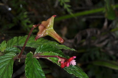 Begonia urticae