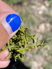 Phoradendron hawksworthii