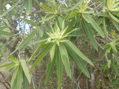 Euphorbia antso image