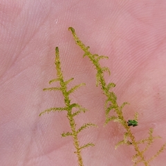 Sarmentypnum exannulatum