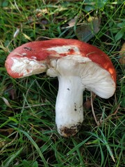 Russula