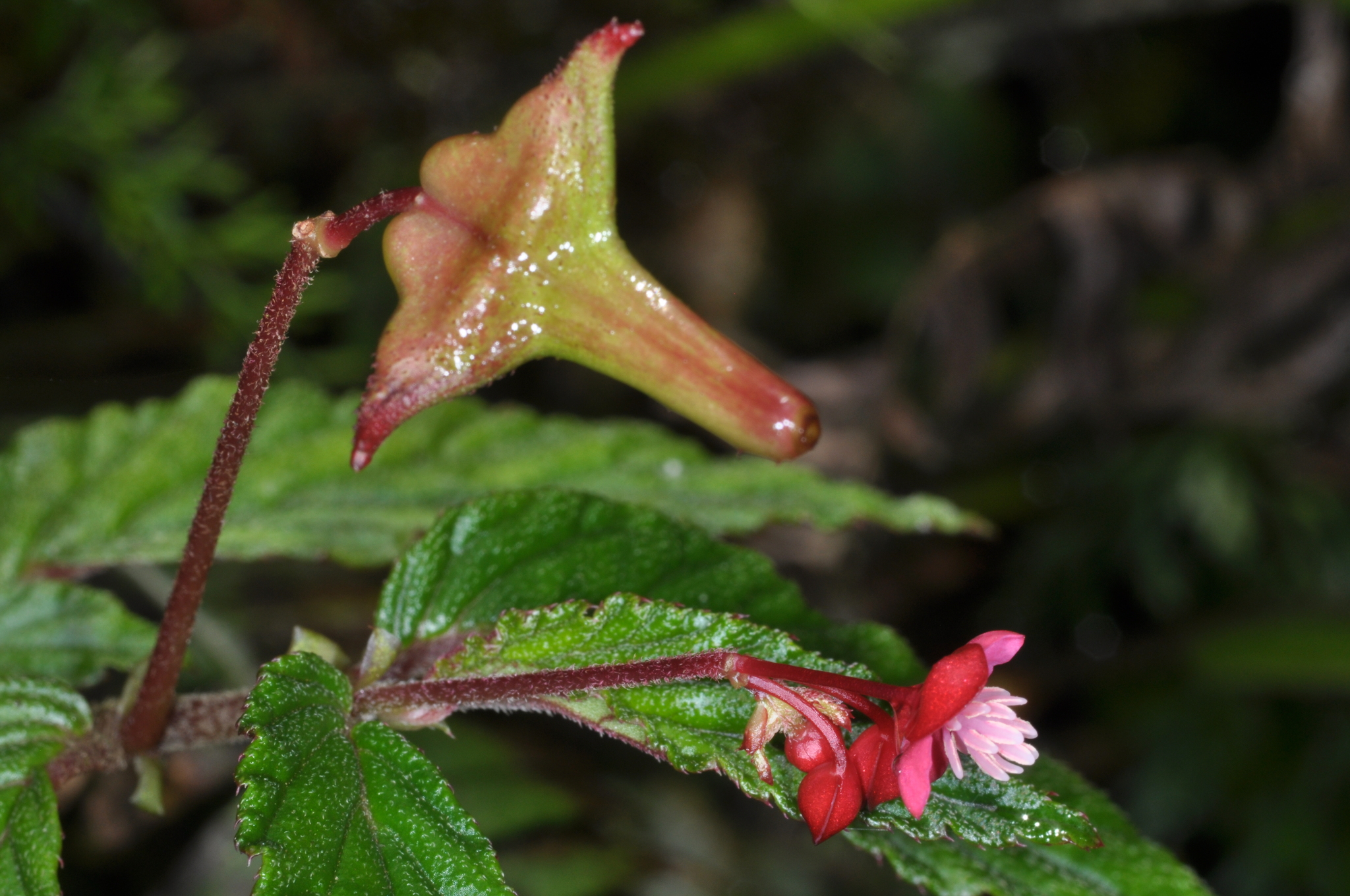 Begonia image