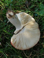 Russula