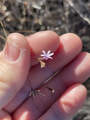 Lessingia micradenia