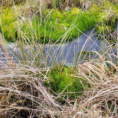 Sarmentypnum exannulatum