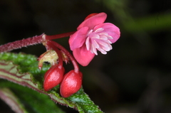 Begonia urticae
