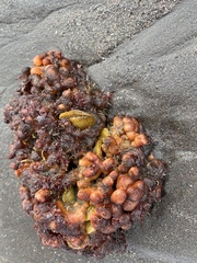 Pyura chilensis