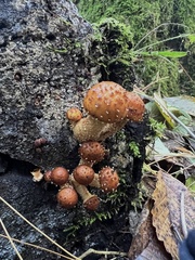 Pholiota aurivella