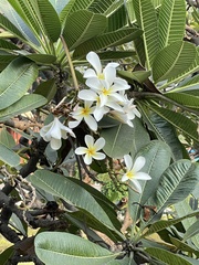 Plumeria