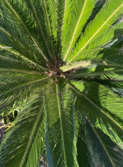 Phoenix canariensis