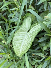 Syngonium podophyllum