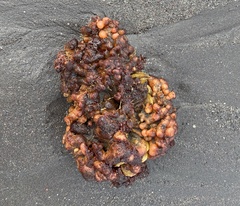 Pyura chilensis