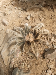 Grammostola rosea