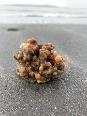 Pyura chilensis