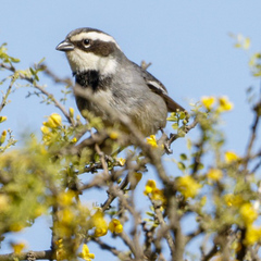Microspingus torquatus