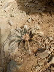 Grammostola rosea