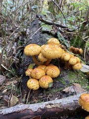Pholiota aurivella