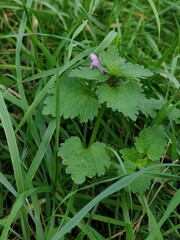 Lamium hybridum